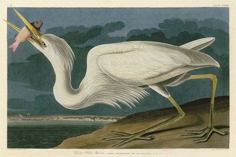 Framed Great White Heron Print