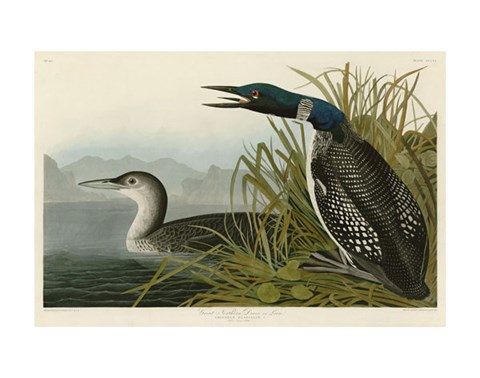 Framed Great Northern Diver or Loon Print