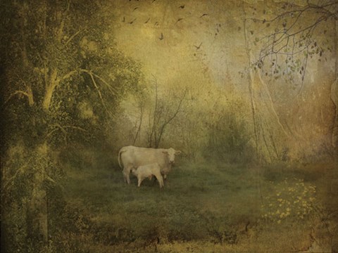 Framed Tendre Charolais Print