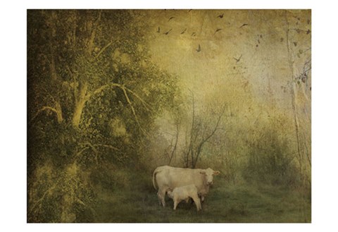Framed Tendre Charolais Print