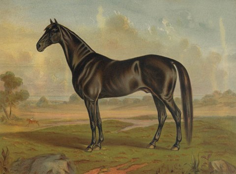 Framed America&#39;s Renowned Stallions, c. 1876 II Print