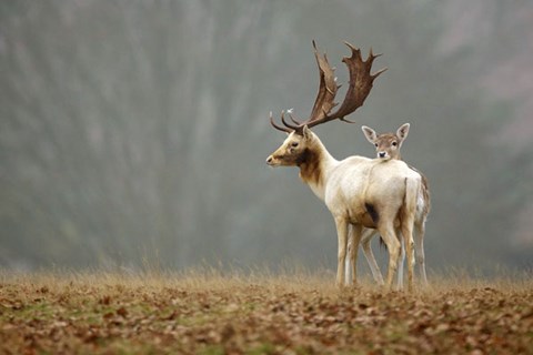 Framed Fallow Love Print