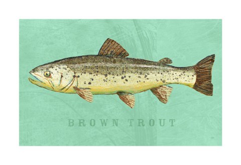 Framed Brown Trout Print