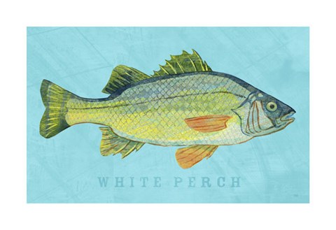 Framed White Perch Print