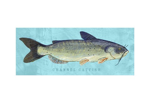 Framed Channel Catfish Print