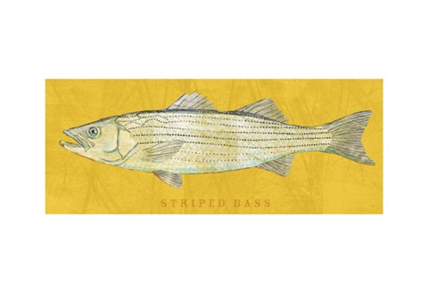 Framed Striped Bass Print