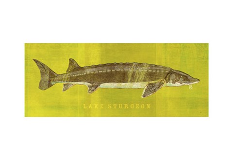 Framed Lake Sturgeon Print