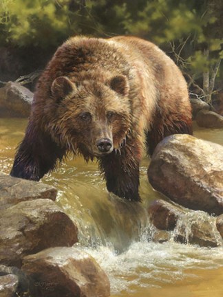 Framed Grizzly at Roaring Creek Print