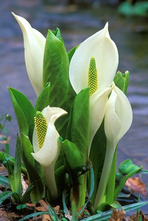 Framed Skunk Cabbage, Mt Hakkoda, Japan Print