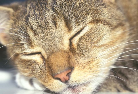 Framed Cat Sleeping Print