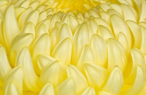 Framed Chrysanthemum Flowers, Ise Shrine, Mie, Japan Print