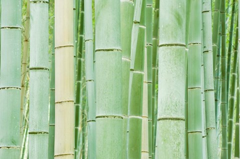 Framed Bambloo Forest, Sagano, Arashiyama, Kyoto, Japan Print