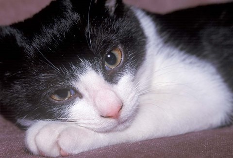 Framed Cat Relaxing on Sofa Print