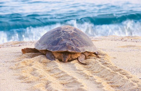 Framed Loggerhead Turtle, Nagata, Kagoshima, Yakushima, Japan Print