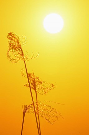 Framed Susuki Grass at Sunset, Kagoshima, Japan Print