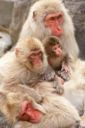 Framed Japan, Nagano, Jigokudani, Snow Monkey Family Print