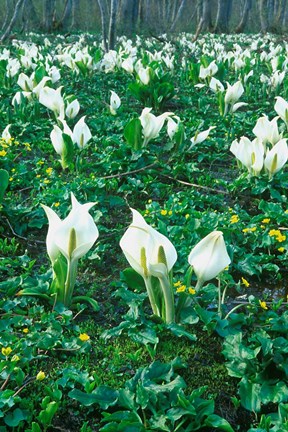 Framed Mizubasho and Ryukinka, Nagano, Japan Print