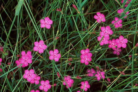 Framed Nadeshiko (Wild Pinks), Daisetsuzan NP, Hokkaido, Japan Print