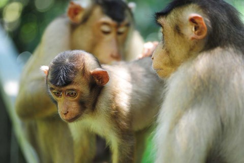 Framed Southern Pig-Tailed Macaque, Sepilok, Borneo, Malaysia Print