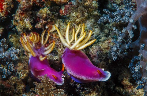 Framed Pair of Nudibranch Kapalai Island, Malaysia Print