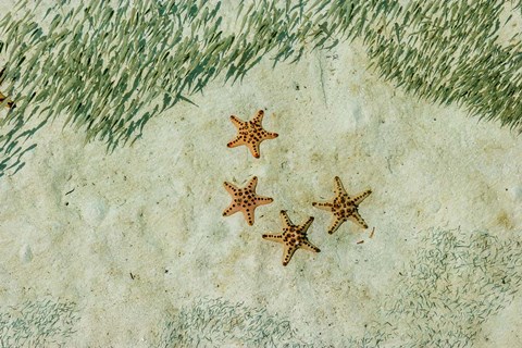 Framed Four Knobby Sea Stars and Small Fish, Kapalai, Malaysia Print
