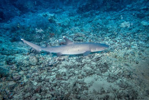 Framed WhiteTip Reef Shark, Malaysia Print