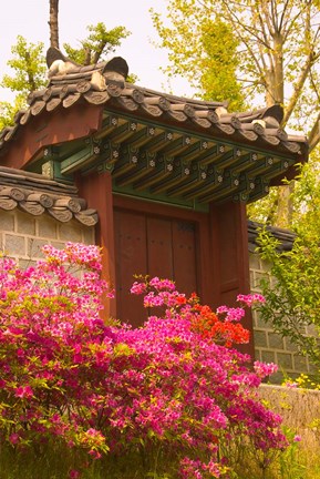 Framed Azaleas, The Deoksugung Palace Complex, Seoul, South Korea Print