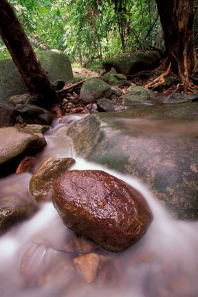 Framed Rainforest Stream, Bako National Park, Borneo, Malaysia Print