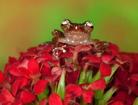 Framed Borneo Cinnamon Tree Frog on red flowers Print
