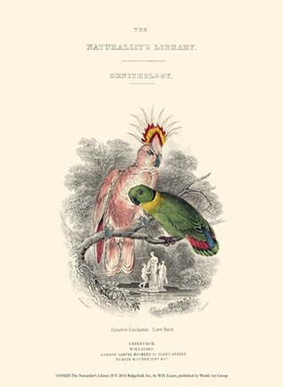 Framed Naturalist&#39;s Library II Print