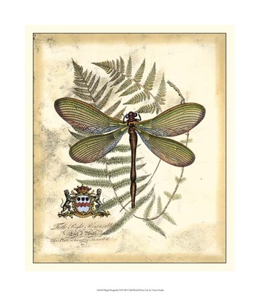 Framed Regal Dragonfly II Print