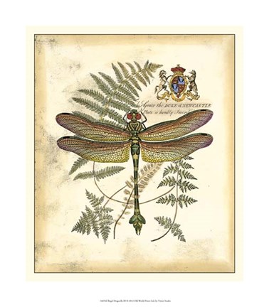 Framed Regal Dragonfly III Print
