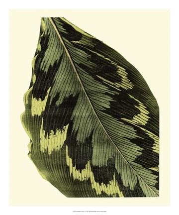 Framed Grandiose Leaves I Print