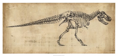 Framed Tyrannosaurus Rex Study Print