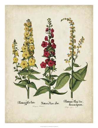 Framed Besler Florilegium III Print