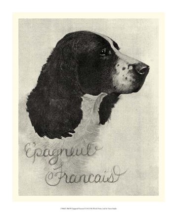 Framed B&amp;W E&#39;pagneul Francais Print