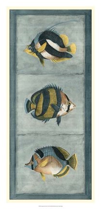 Framed Tropical Fish Trio II Print