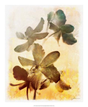 Framed Brocade Garden III Print