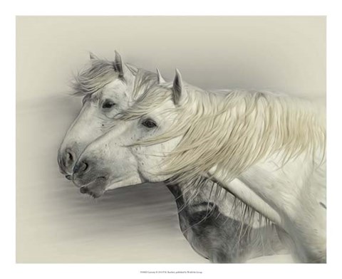 Framed Curiosity Print