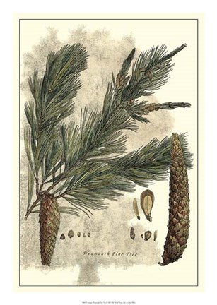 Framed Antique Weymouth Pine Tree Print