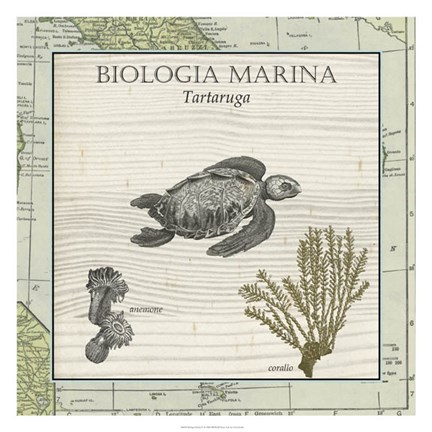 Framed Biologia Marina IV Print