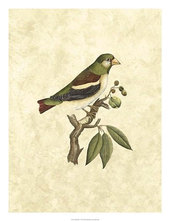Framed Selby Birds V Print