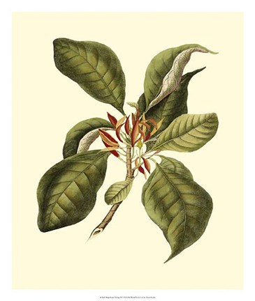 Framed Magnificent Foliage III Print