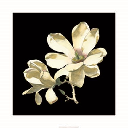 Framed Midnight Magnolias I Print