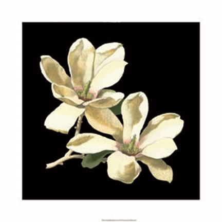 Framed Midnight Magnolias II Print