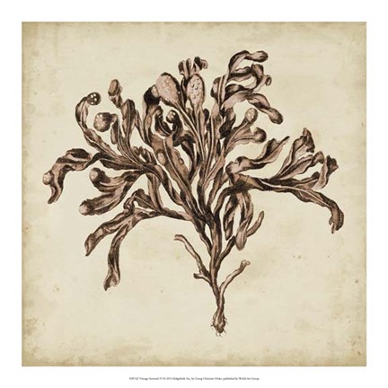 Framed Vintage Seaweed VI Print