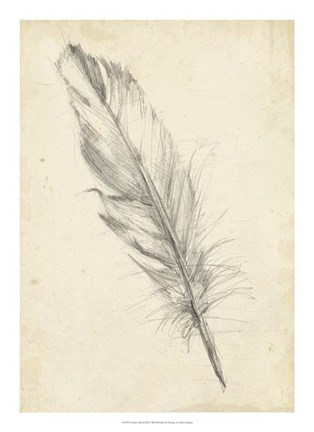 Framed Feather Sketch III Print