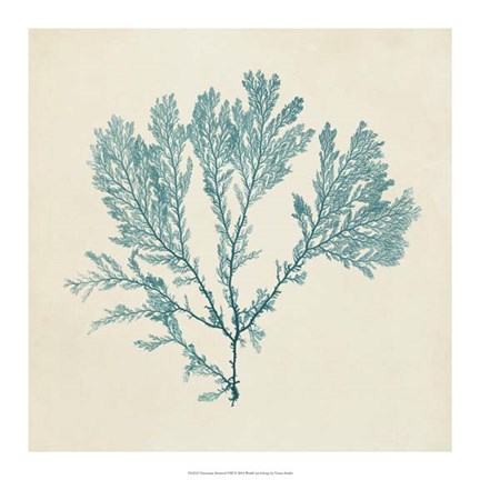 Framed Chromatic Seaweed VIII Print