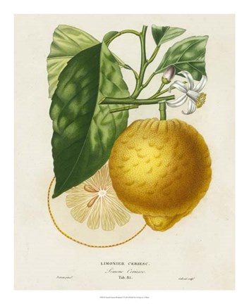 Framed French Lemon Botanical I Print