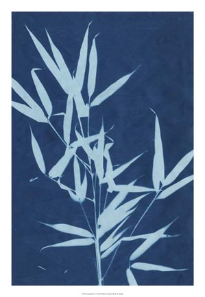 Framed Cyanotype No.2 Print